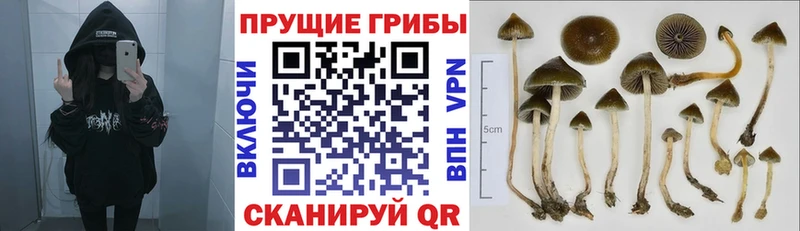 Купить где  Вязники  Псилоцибиновые грибы прущие грибы 